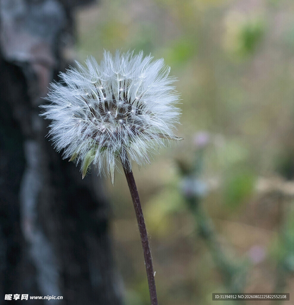 孤独蒲公英绽于自然之间
