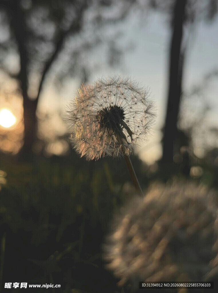 夕阳下的蒲公英