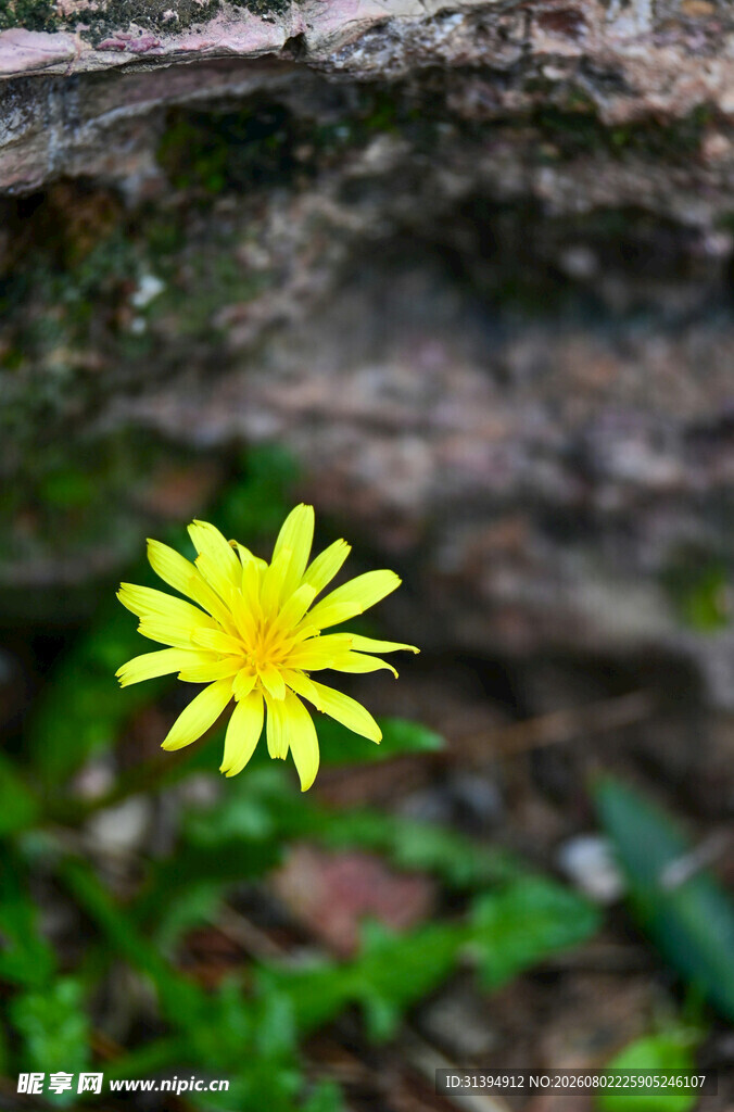石缝中的黄色小野花