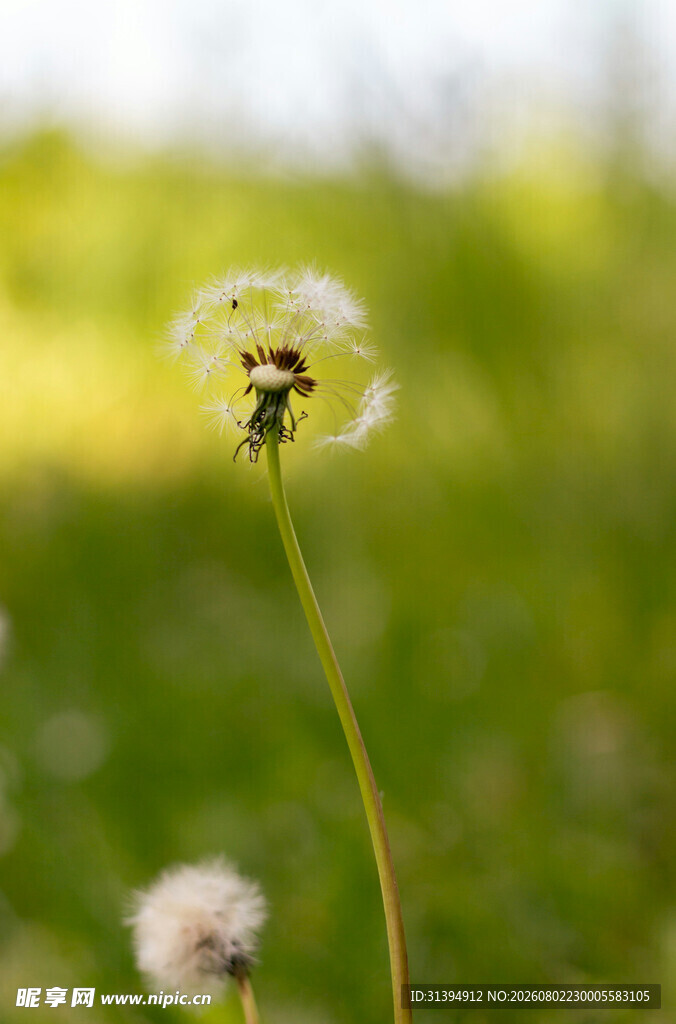 蒲公英上的蜜蜂