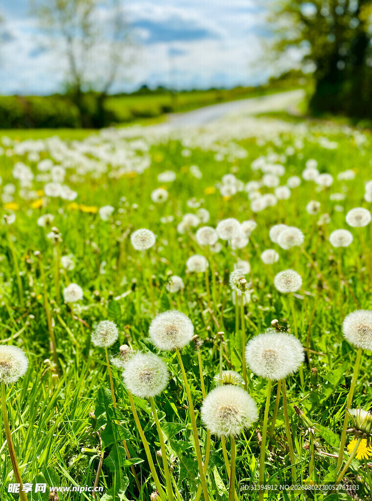 春日蒲公英草地美景