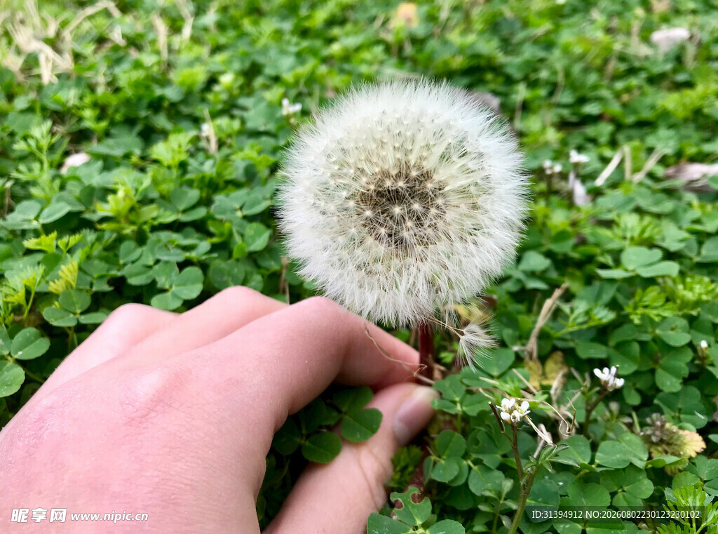 手触蓬松蒲公英特写