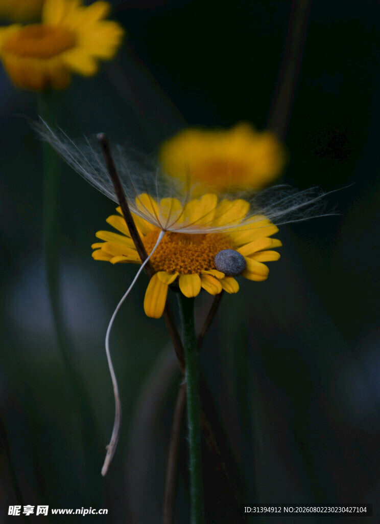 黄色小花特写