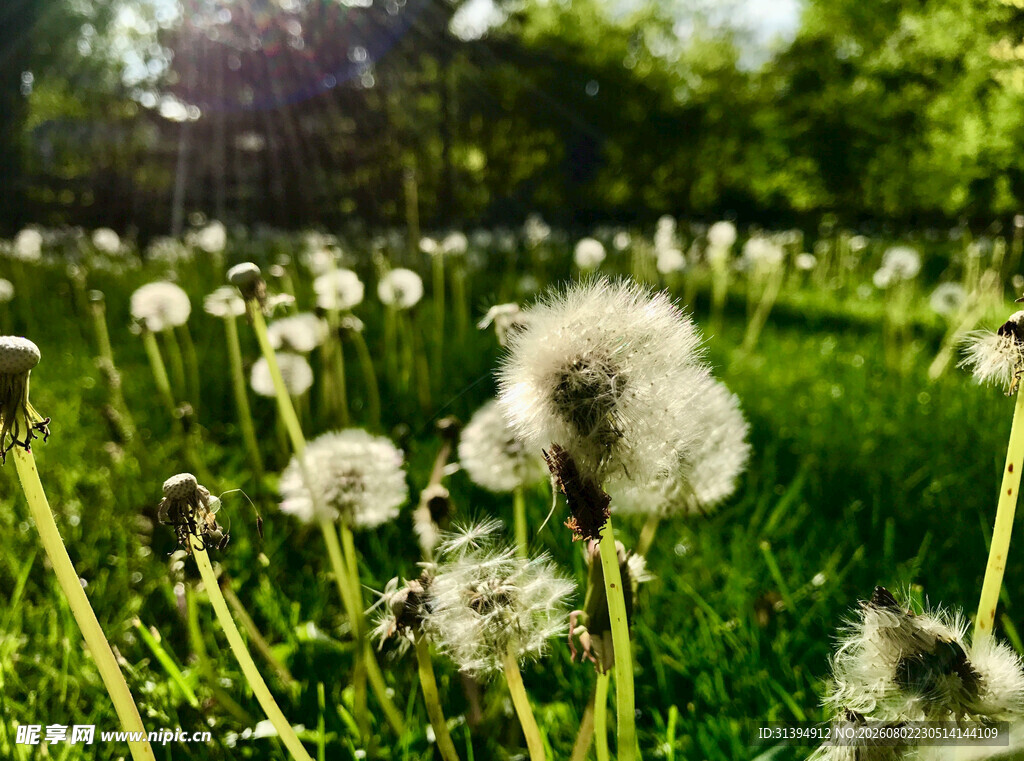 阳光下的蒲公英花海