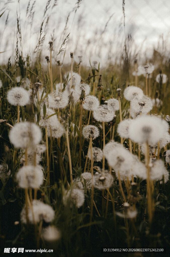 蒲公英花海梦幻自然景致