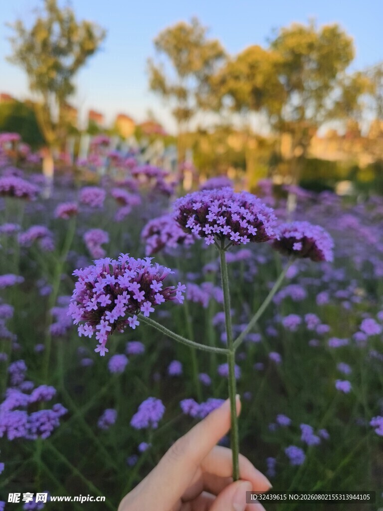 手拈紫花享烂漫花田时光
