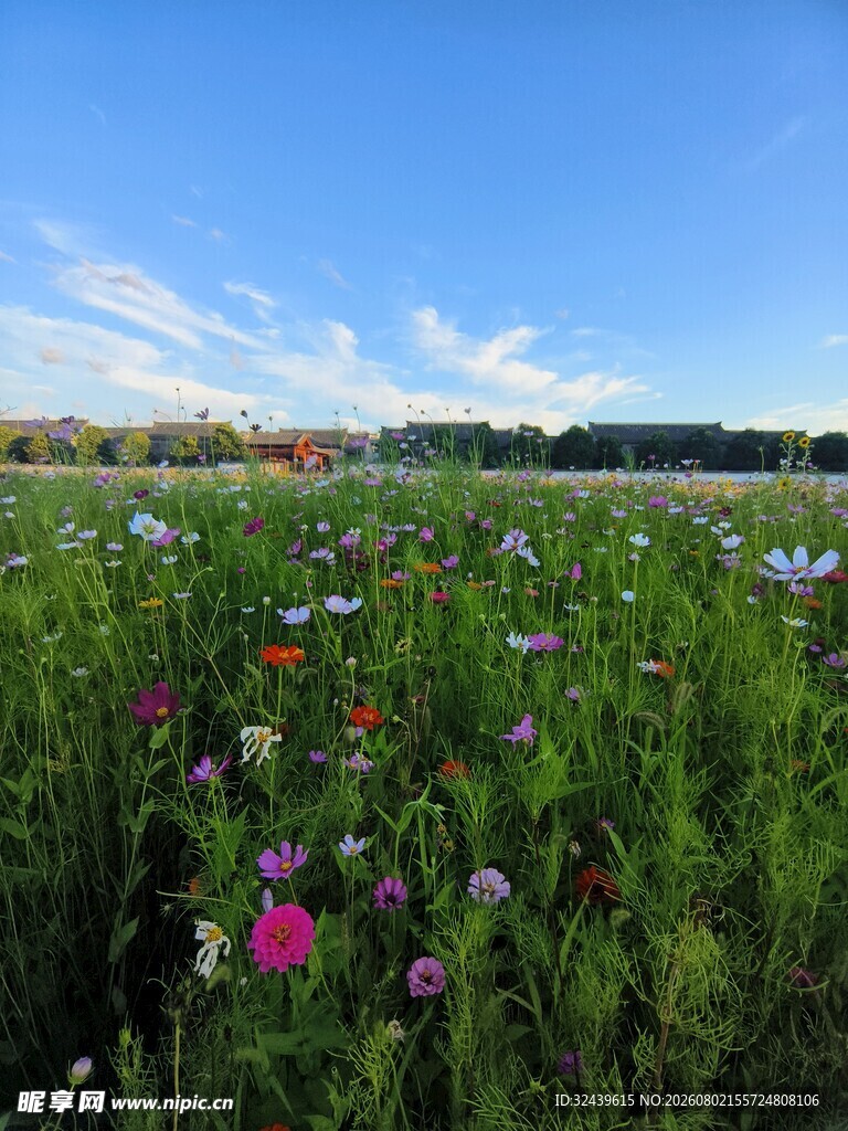 多彩野花绽放于广阔草地