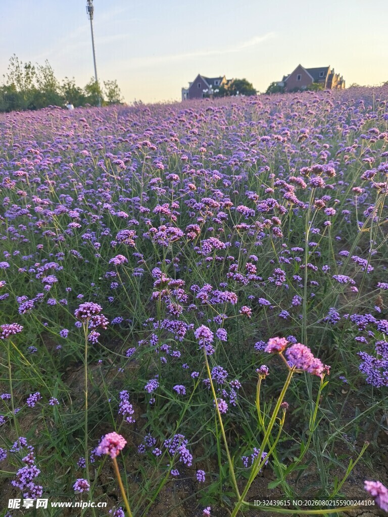 紫色马鞭草花海