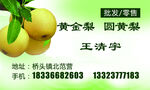 名片昌黄金梨果园直销