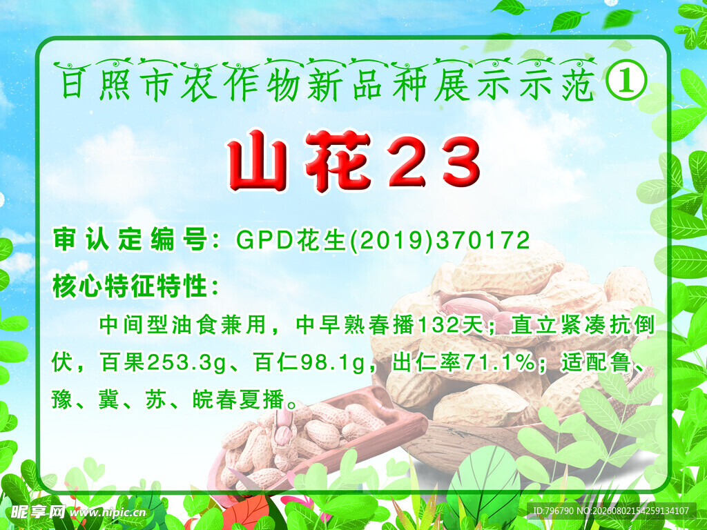 花生新品种展示  四
