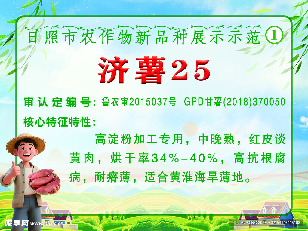 甘薯新品种展示  三