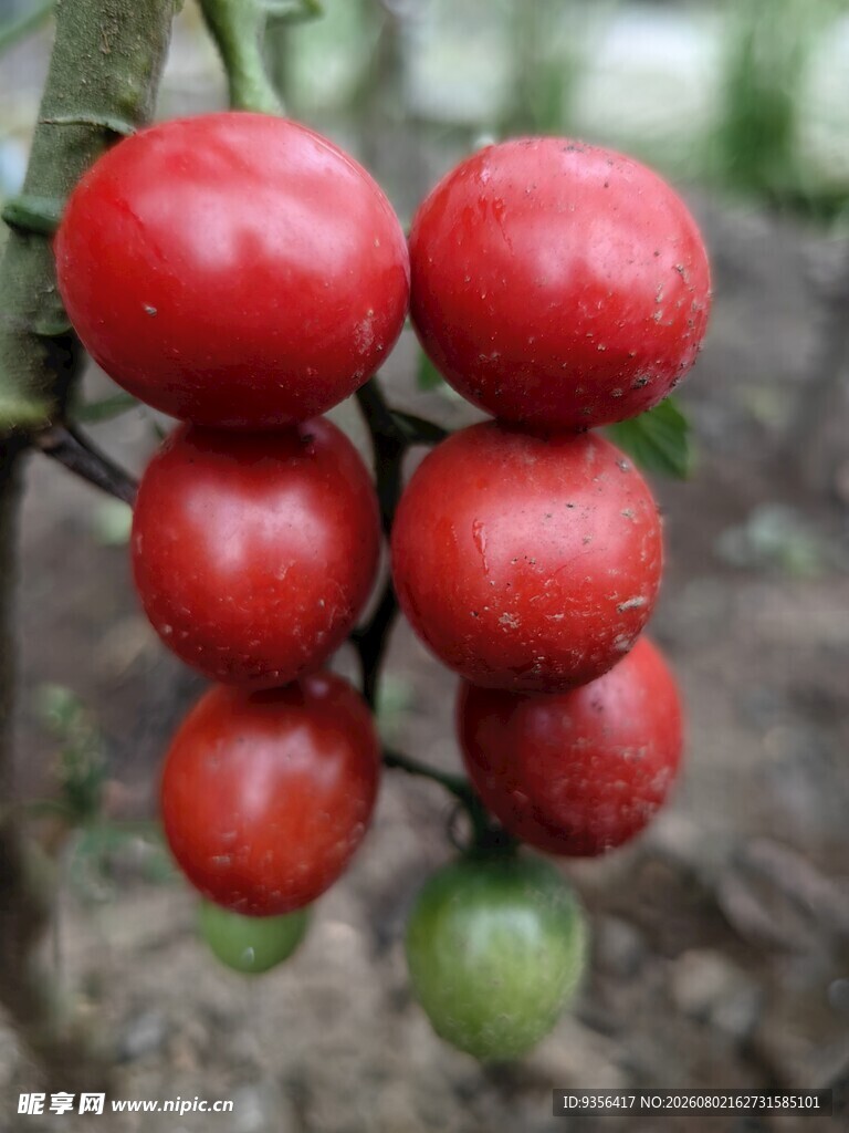 番茄 