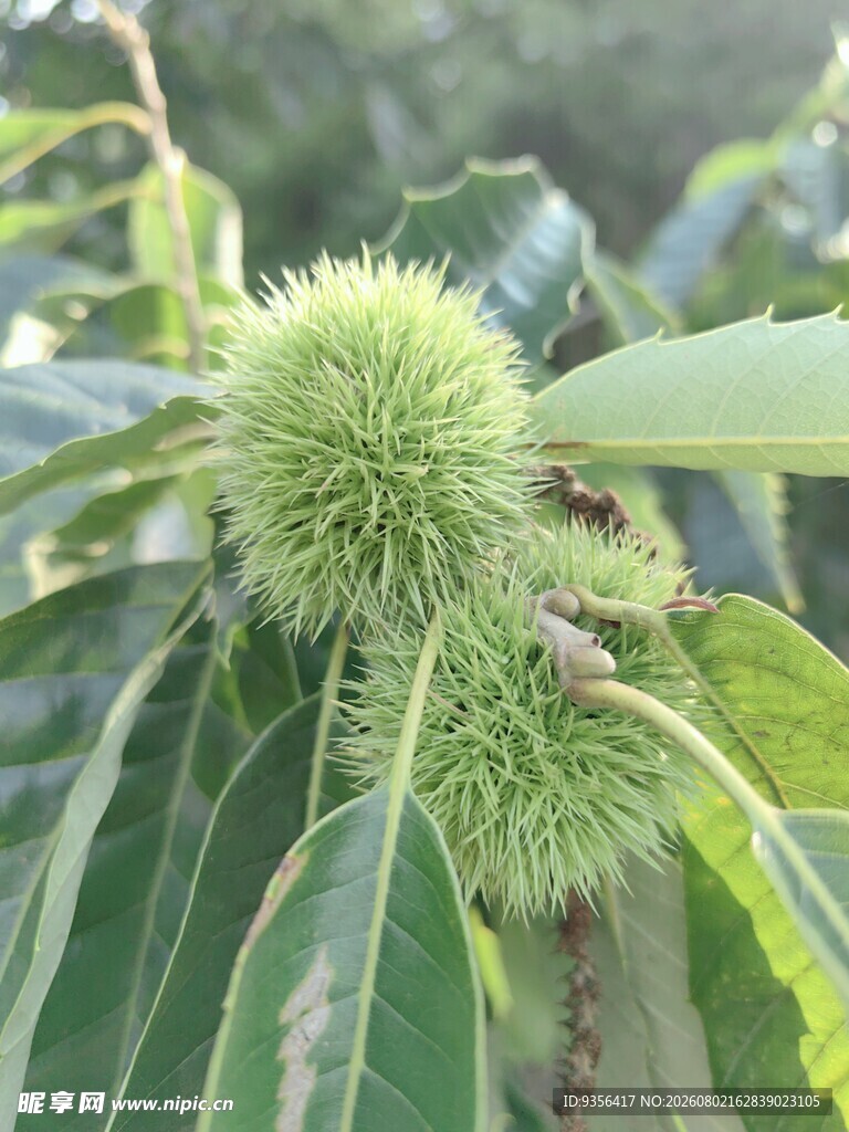 板栗