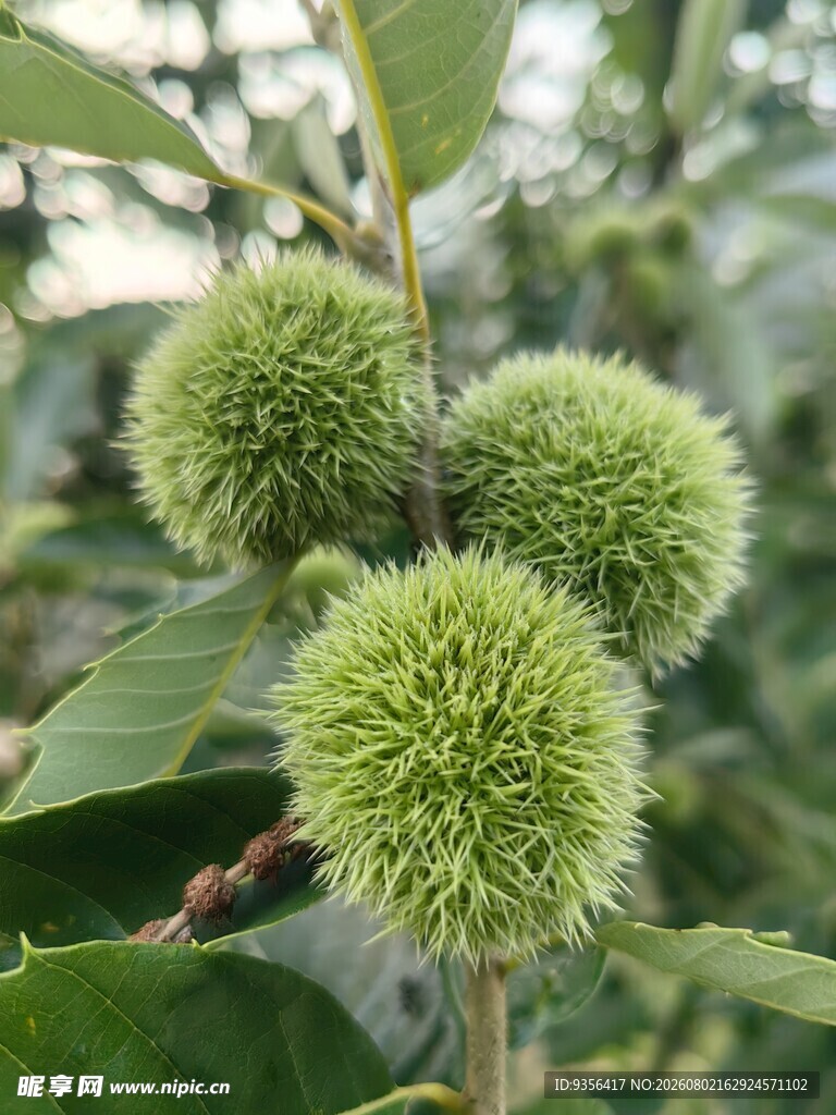 毛栗子