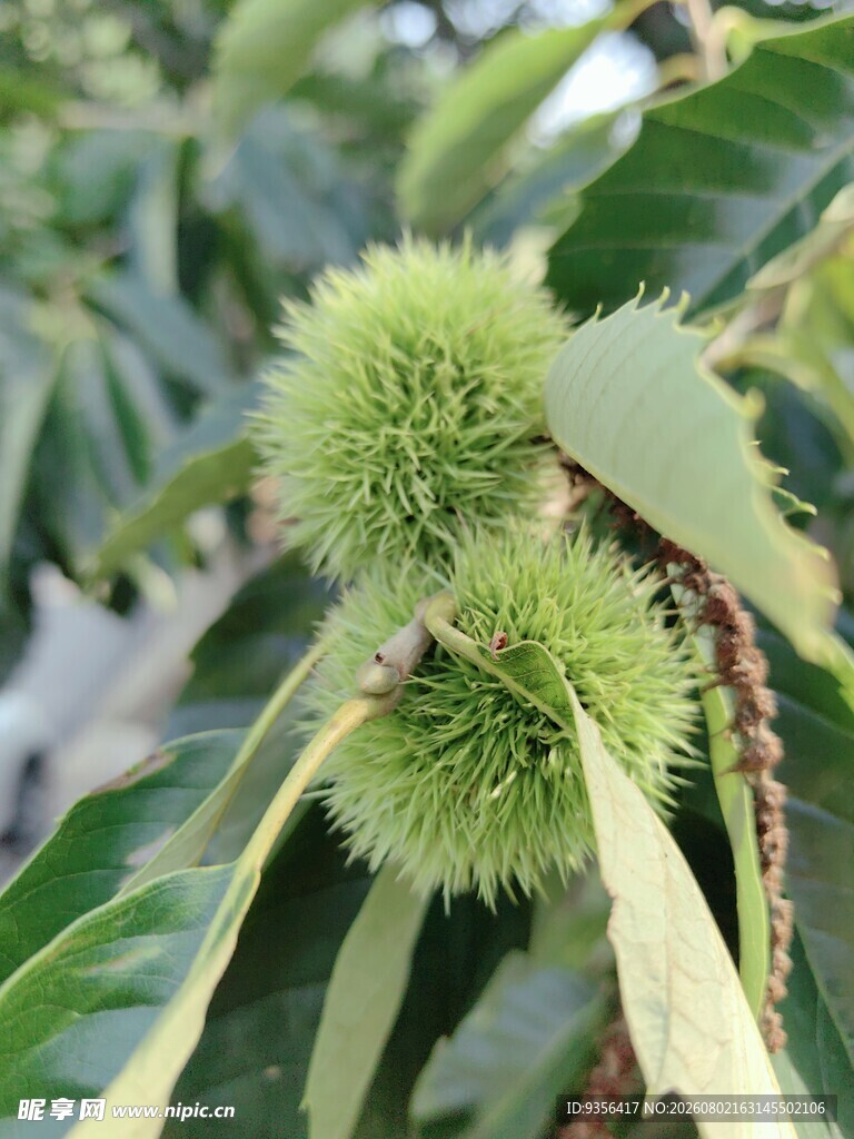 青板栗