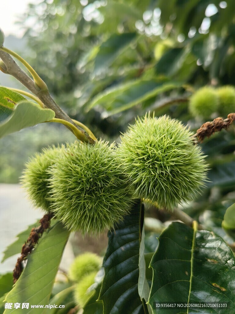 板栗