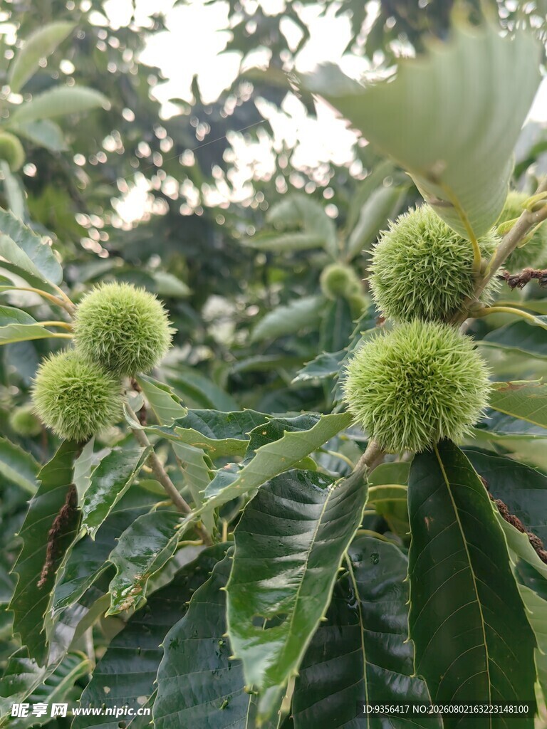 板栗