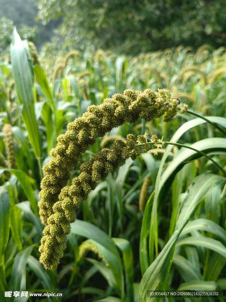 成熟的谷穗
