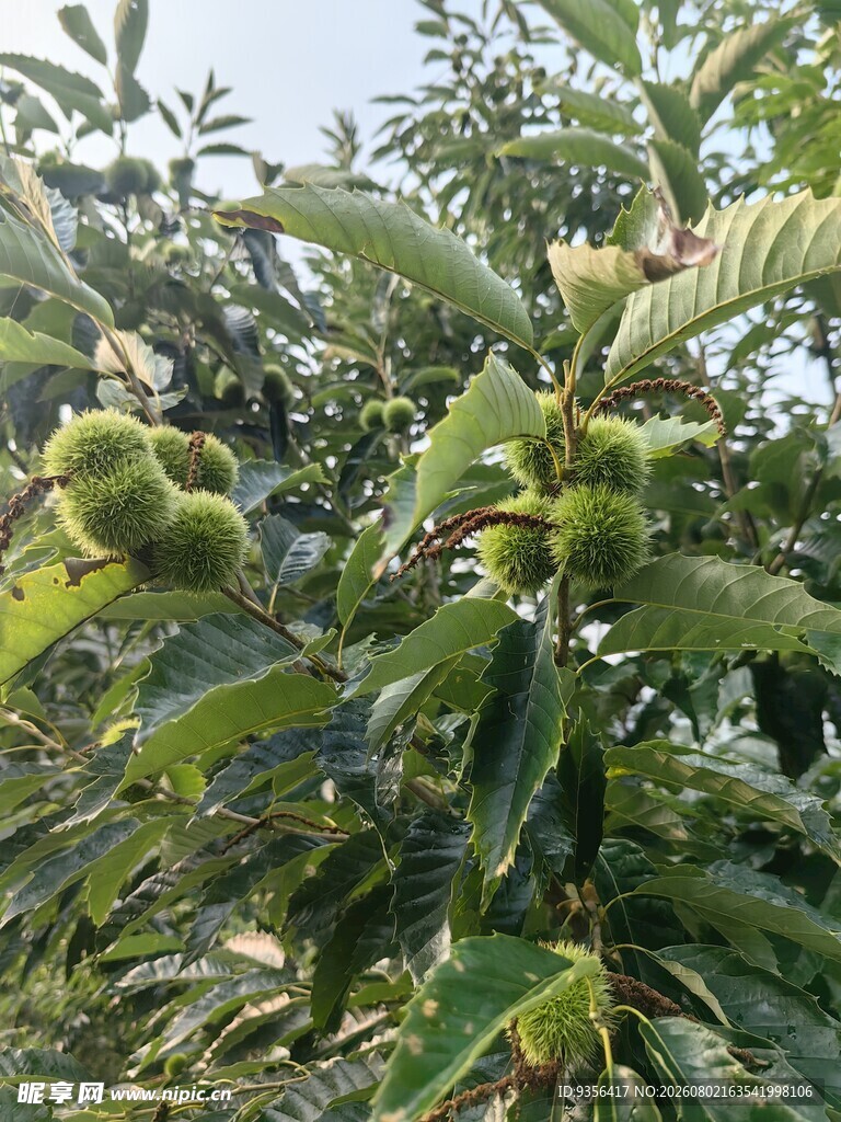 板栗