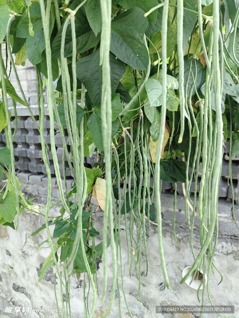长豆角