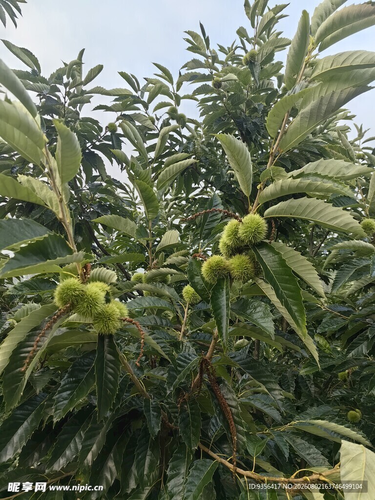 板栗果树