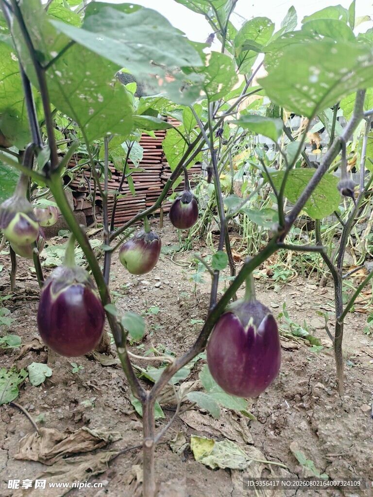 紫茄子