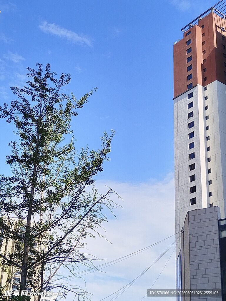 高楼旁的挺拔绿树