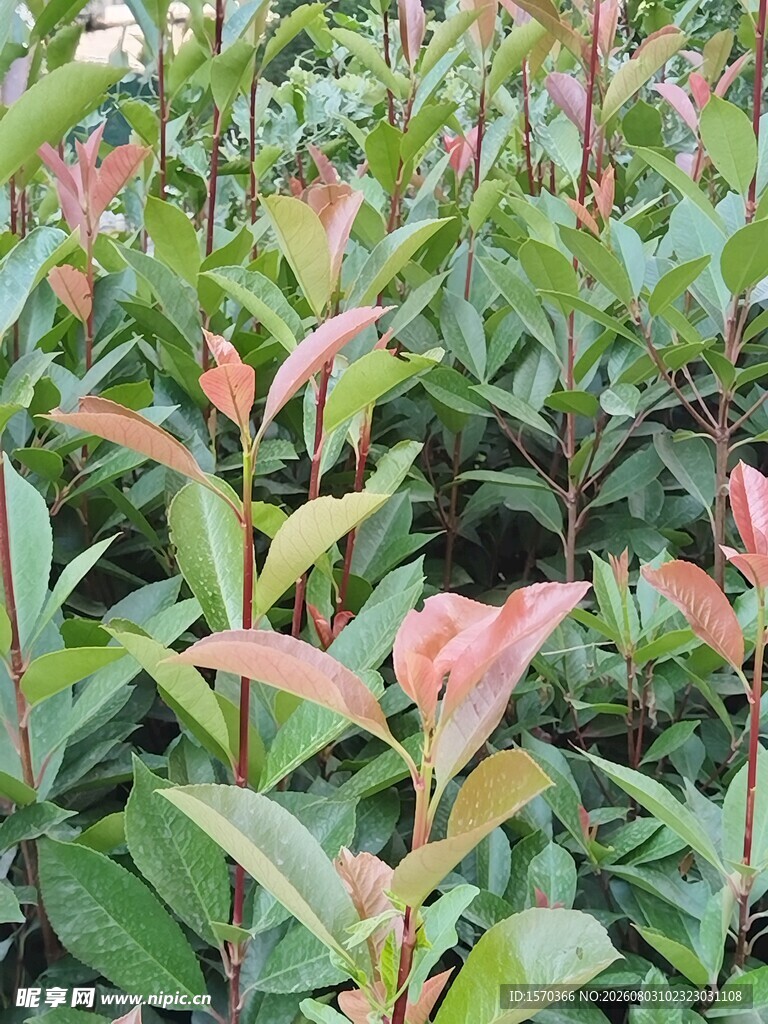 嫩绿与粉叶交织的植物景观