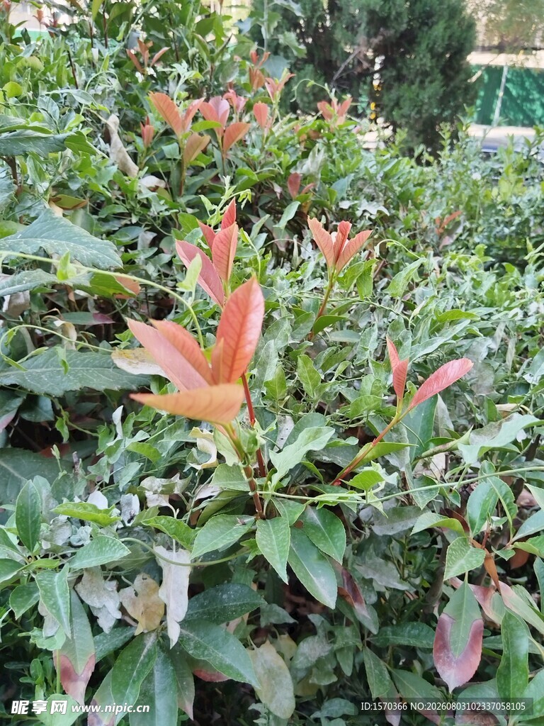 多彩植物景观