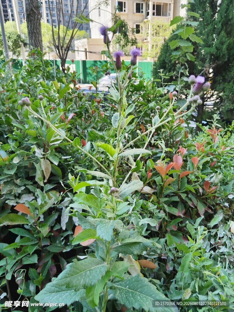 繁茂绿植景观