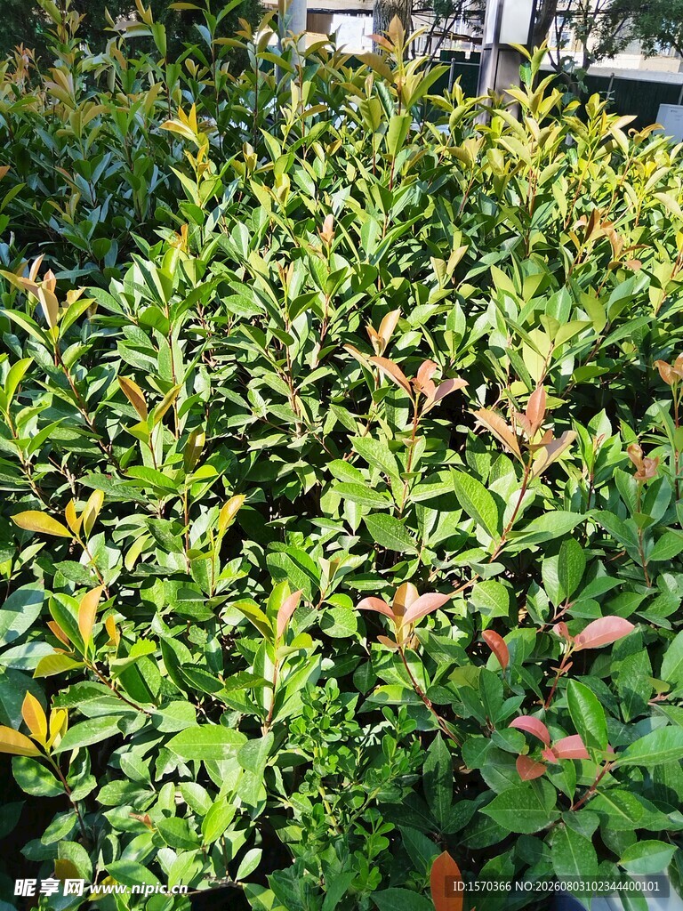 绿叶繁茂的植物景观