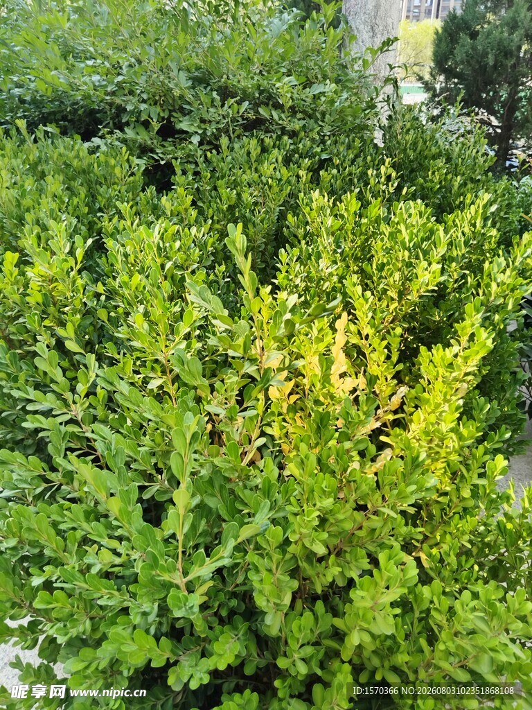 翠绿繁茂的灌木丛