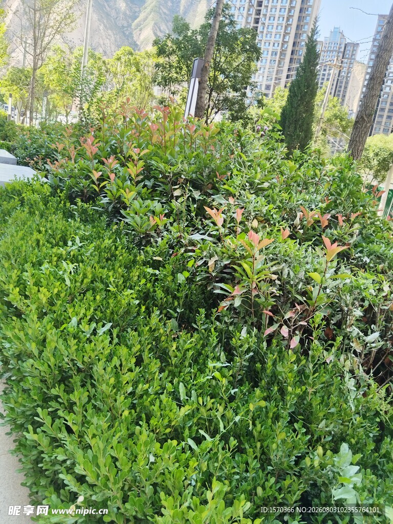 城市中的翠绿灌木景观