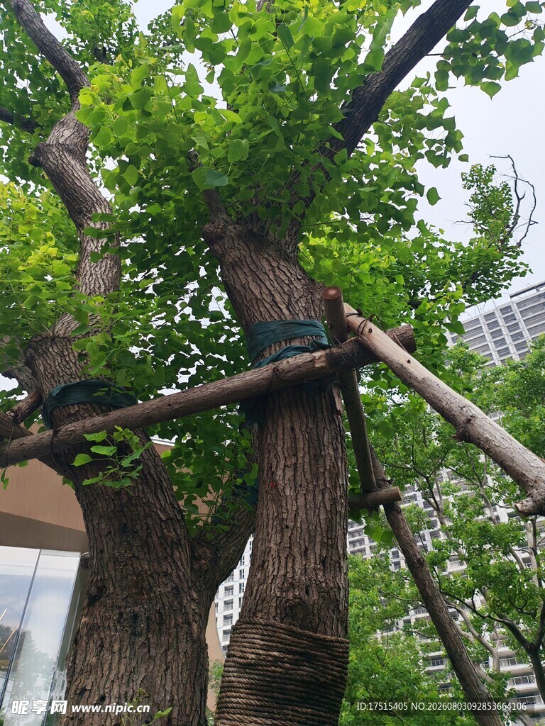 古银杏树受支架支撑保护