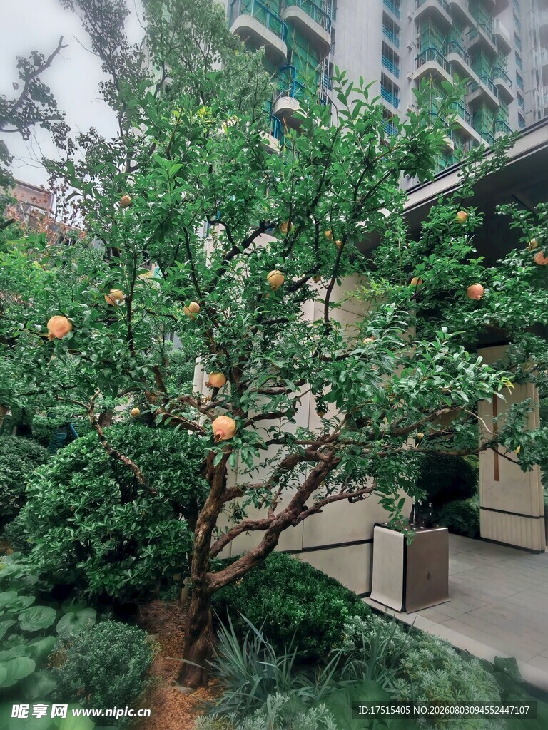 庭院中的繁茂石榴树