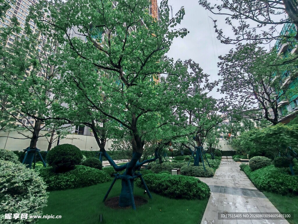 中式庭院绿树成荫景致美