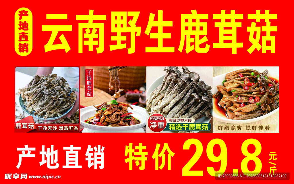 云南野生鹿茸菇