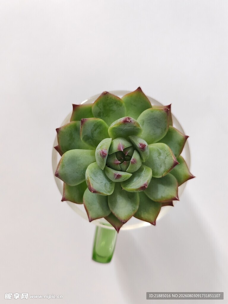 吉娃娃多肉植物