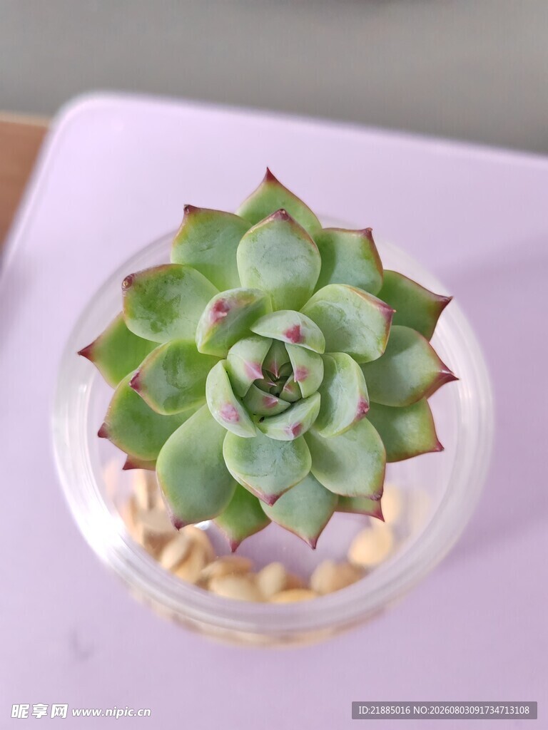 吉娃娃多肉植物