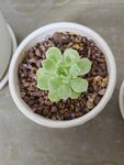 多肉植物
