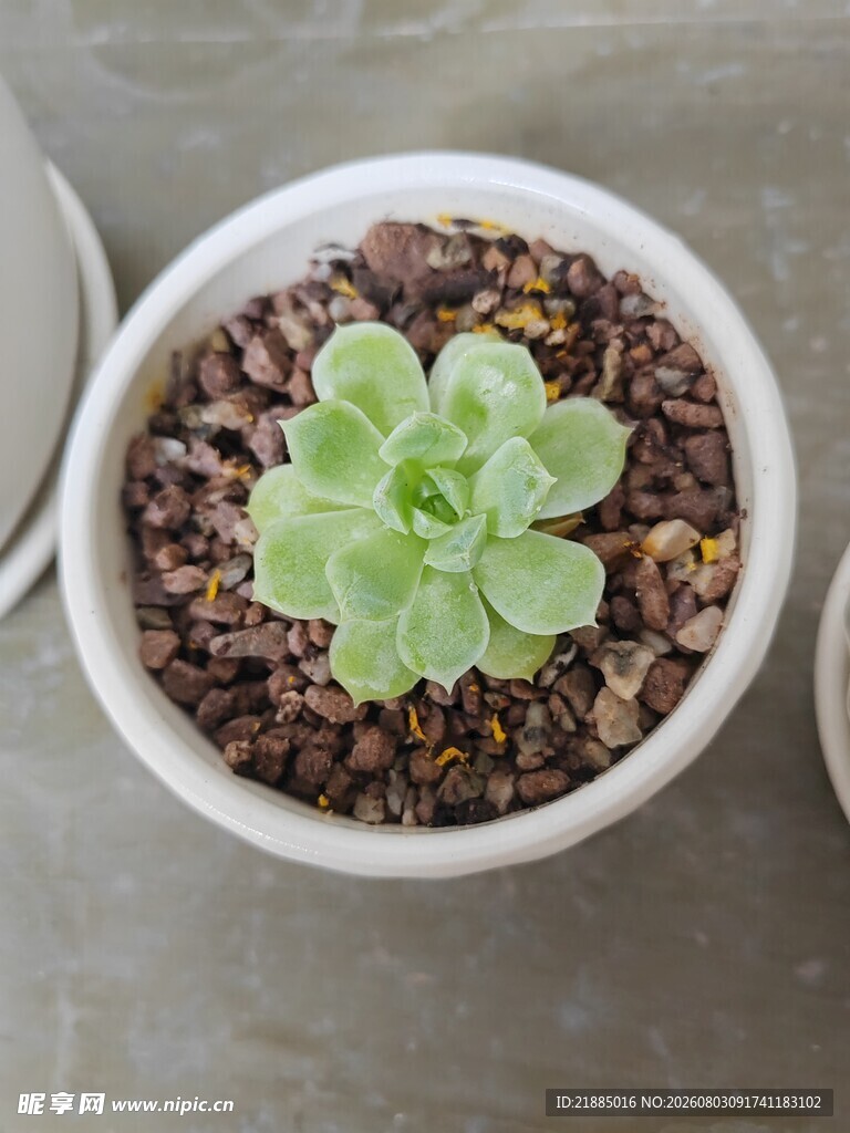 多肉植物