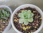 多肉植物