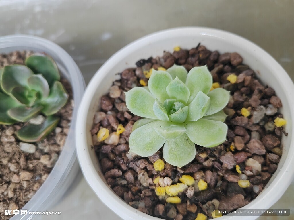 多肉植物