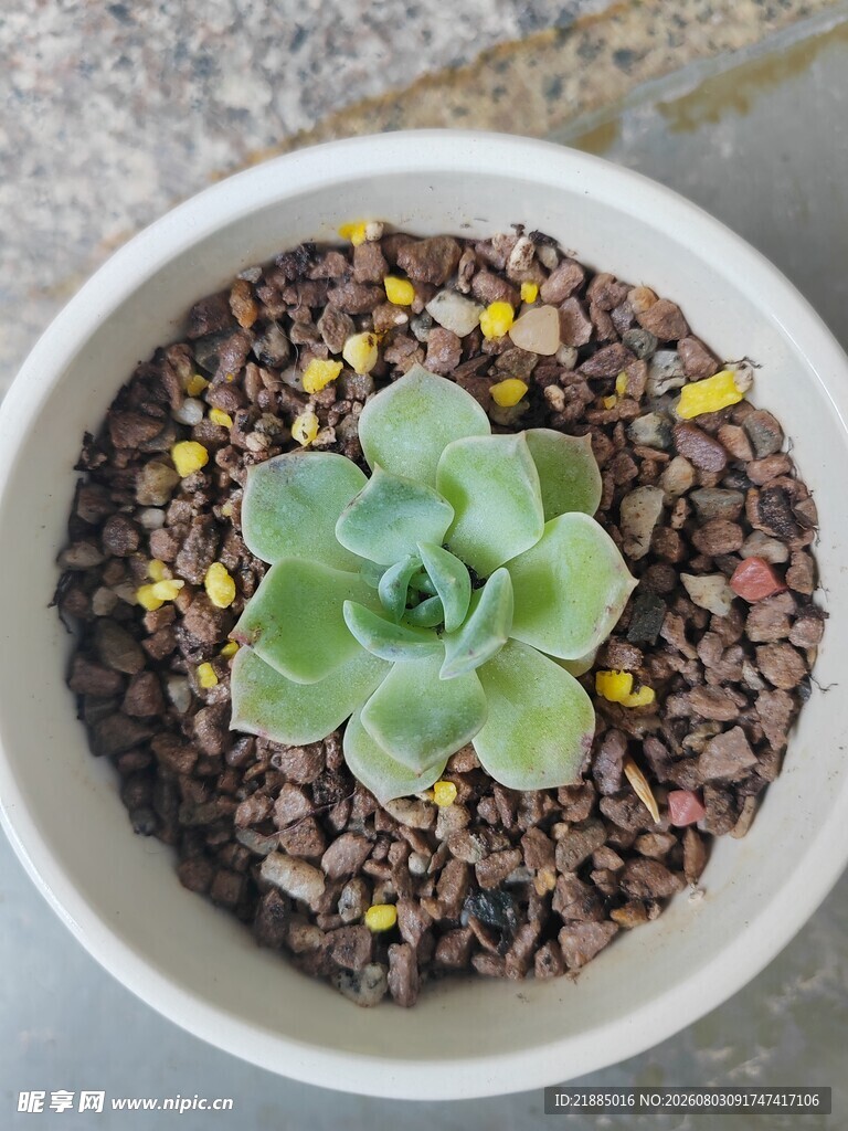 多肉植物