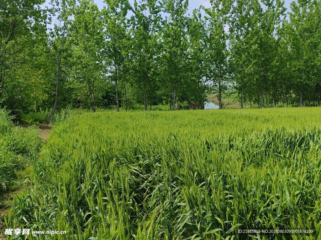 小麦田