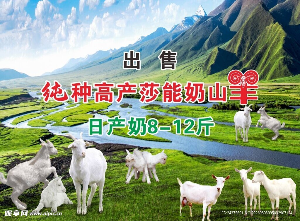 奶山羊