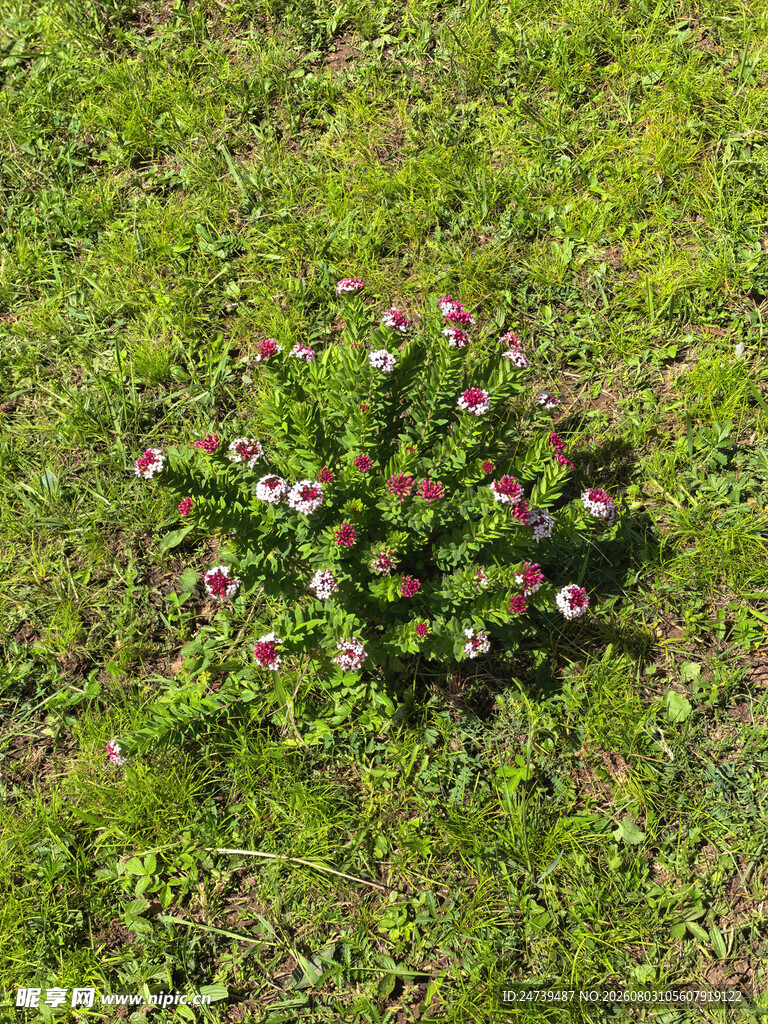 狼毒花