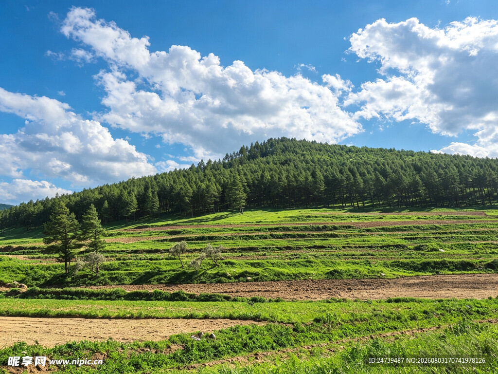 草原绿野与蓝天绿树美景