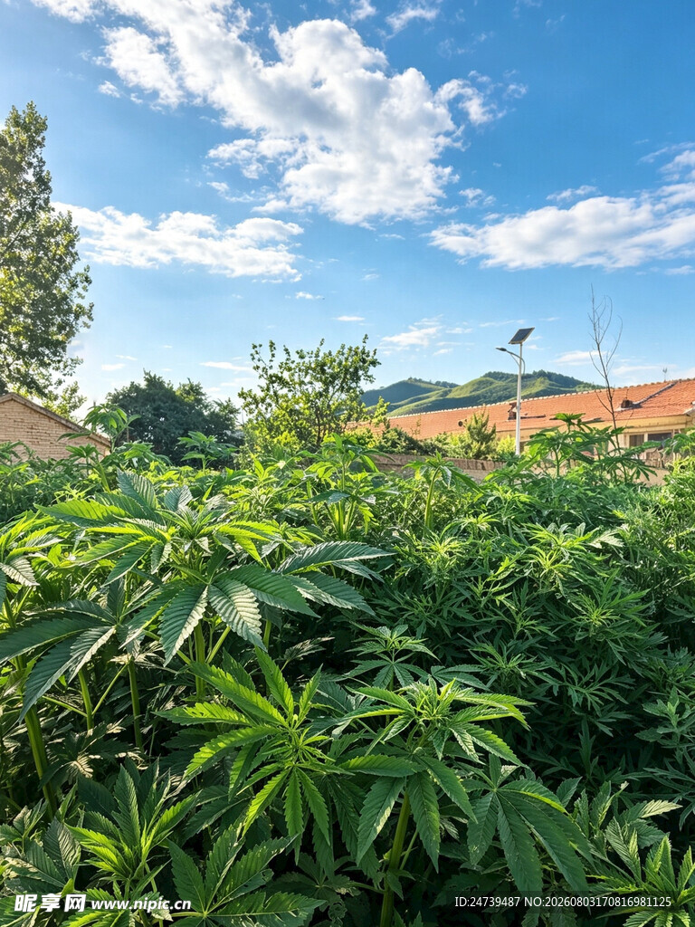繁茂绿植与蓝天白云美景