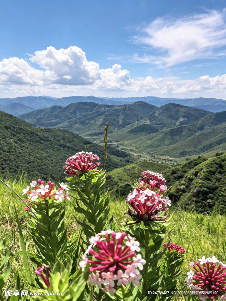 蔚县草原